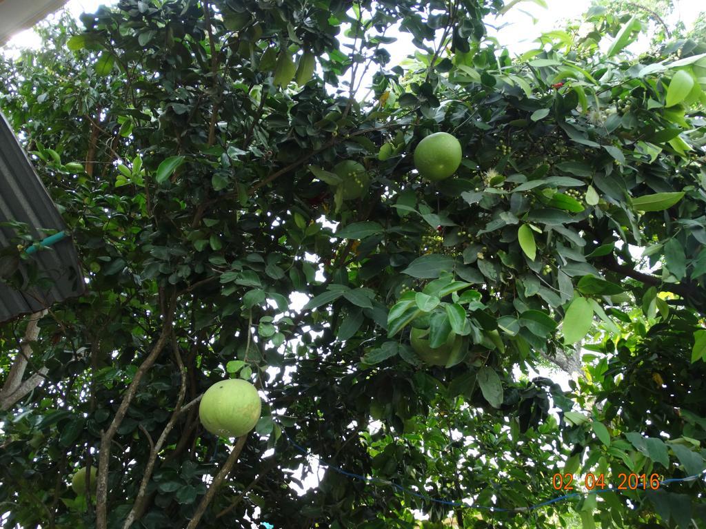 Yellow House Homestay Hoi An Luaran gambar