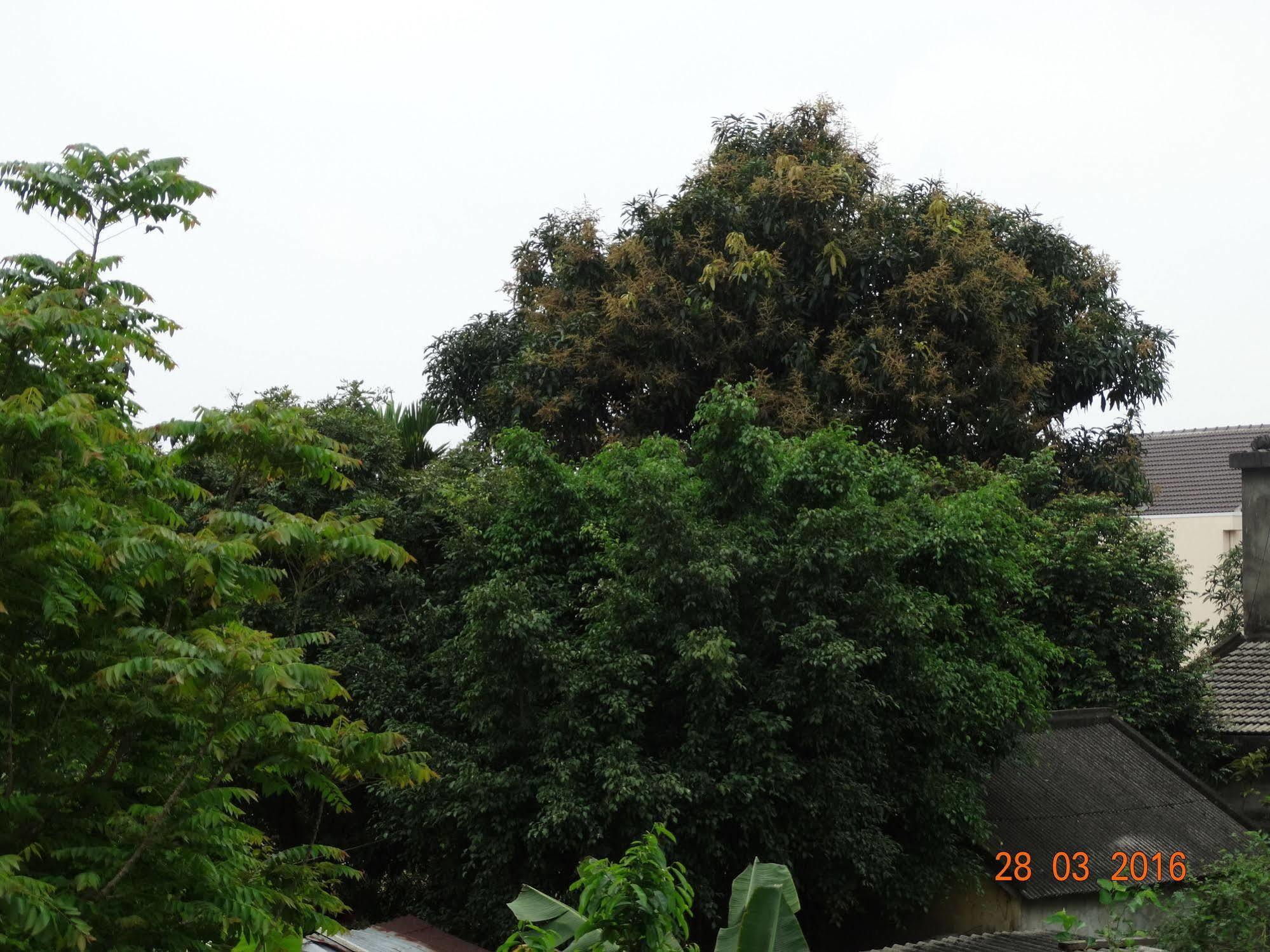 Yellow House Homestay Hoi An Luaran gambar